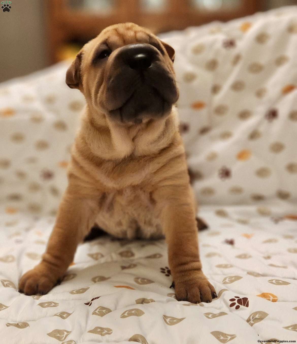 Shar Pei