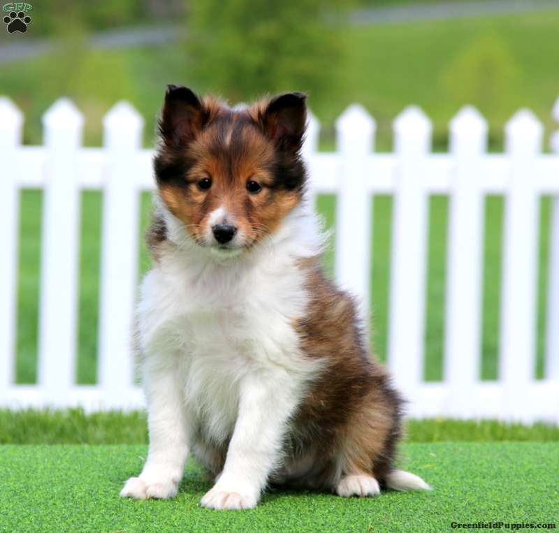Sheltie