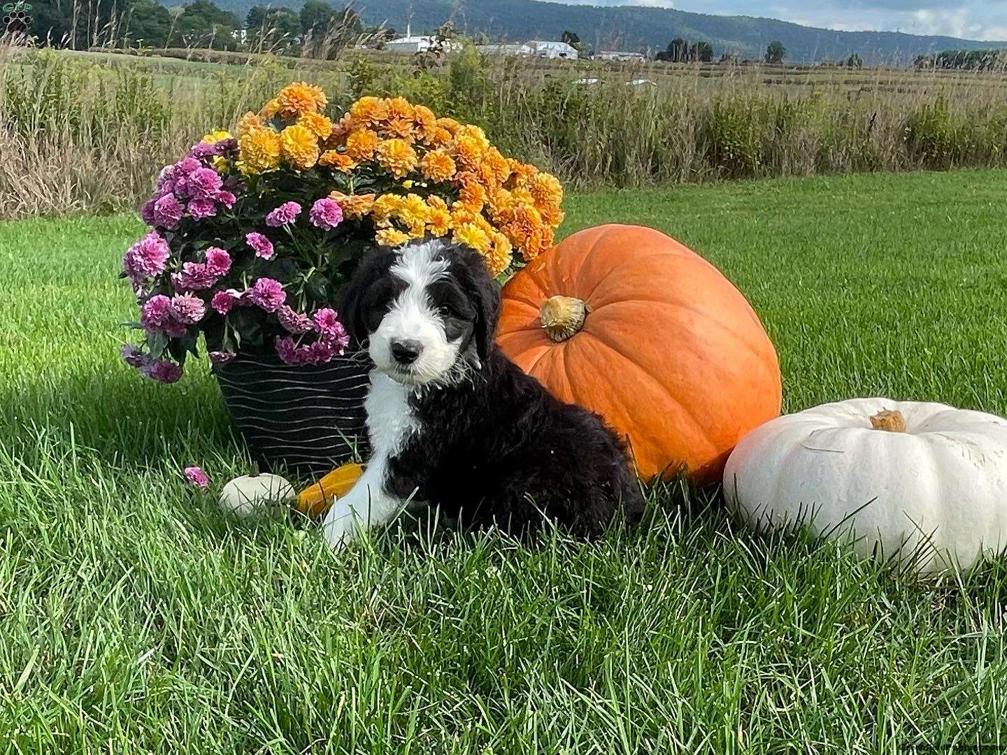 Shepadoodle