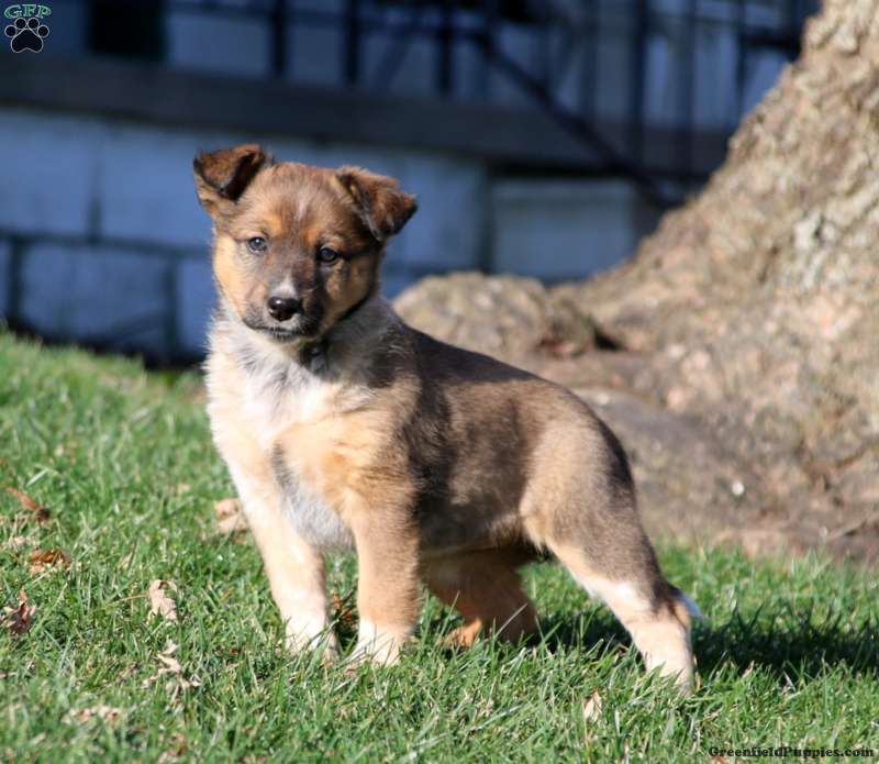 Sheltie Mix