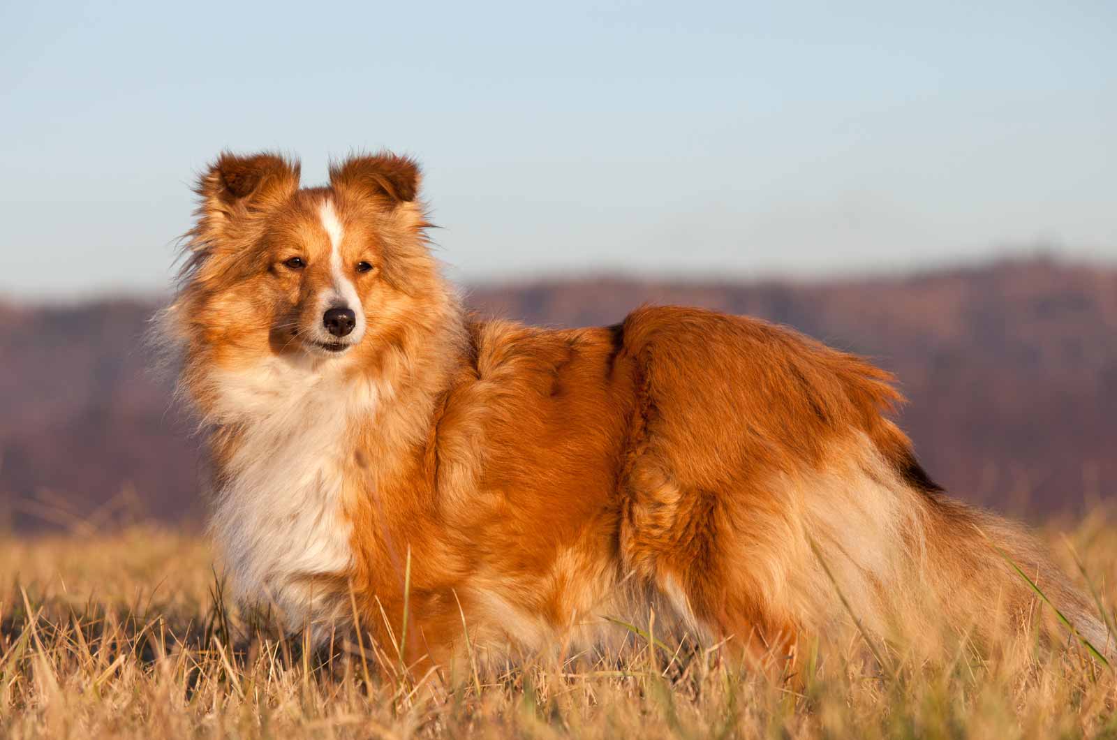 Sheltie