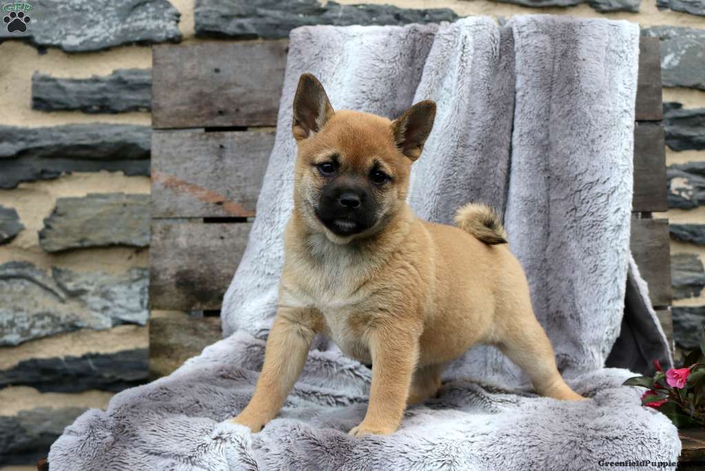 Shiba Inu Mix
