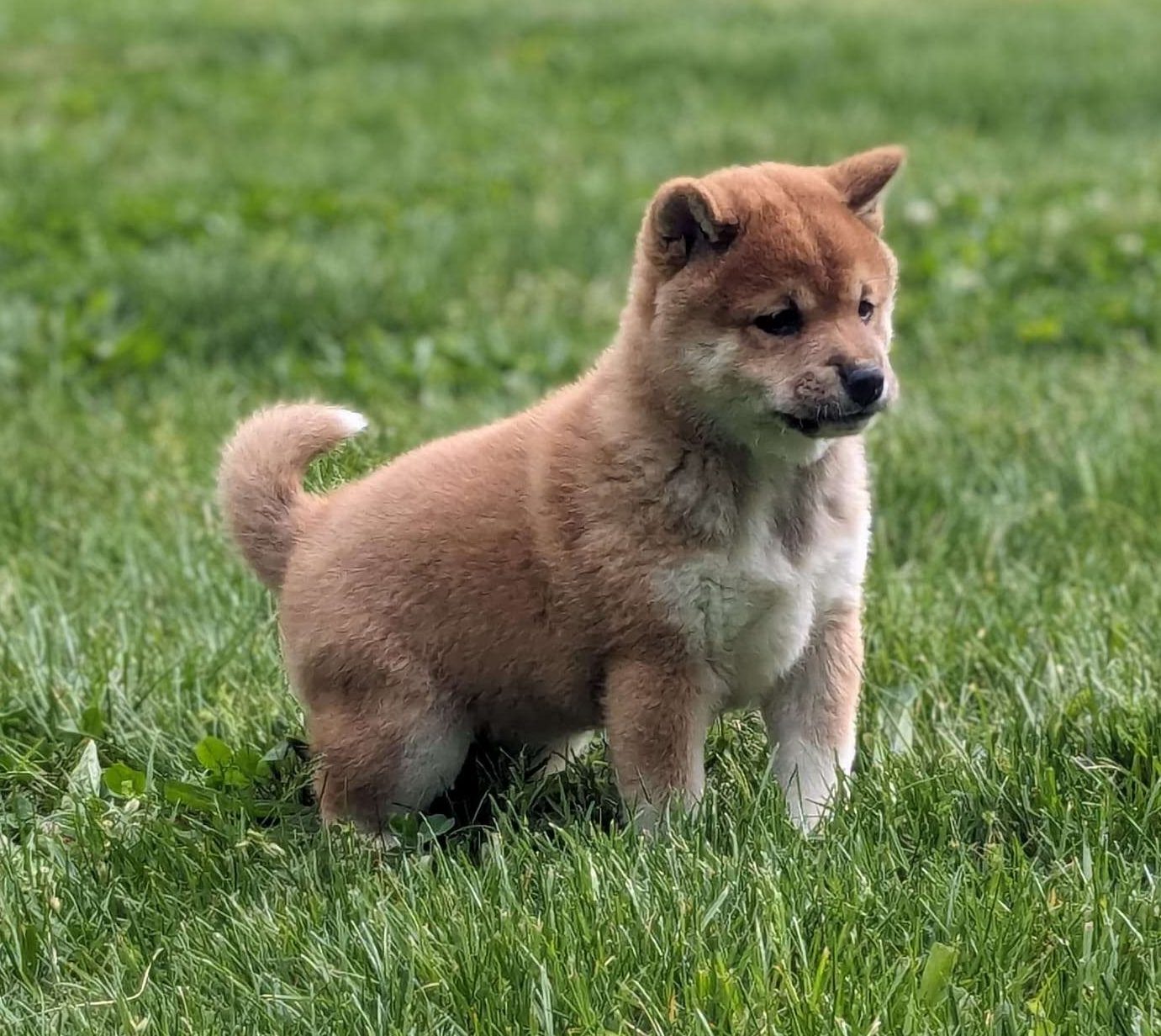 Shiba Inu