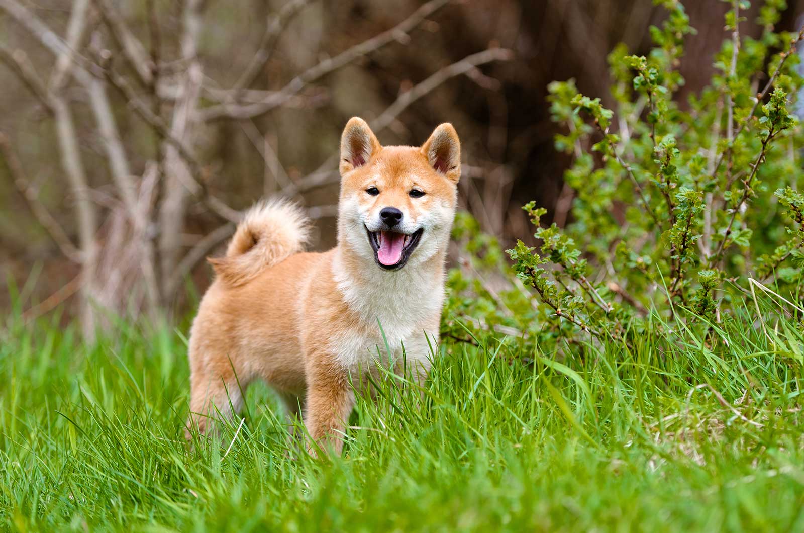 Shiba Inu