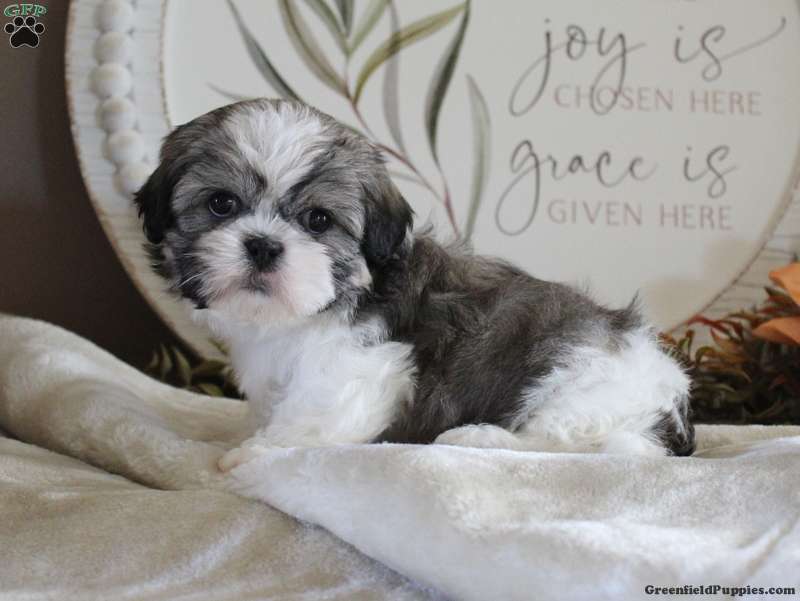 Shih Apso