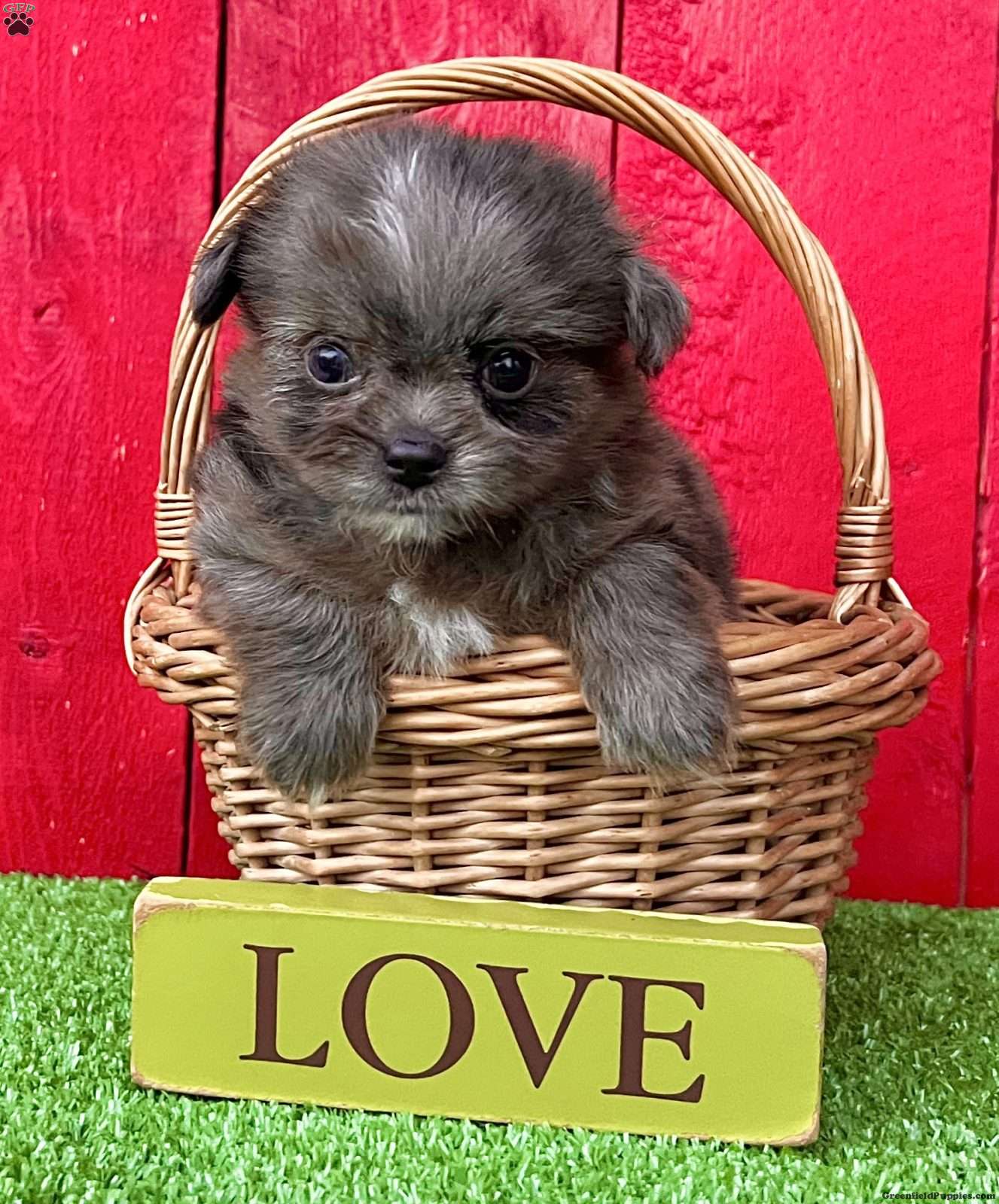 Shih-Pom