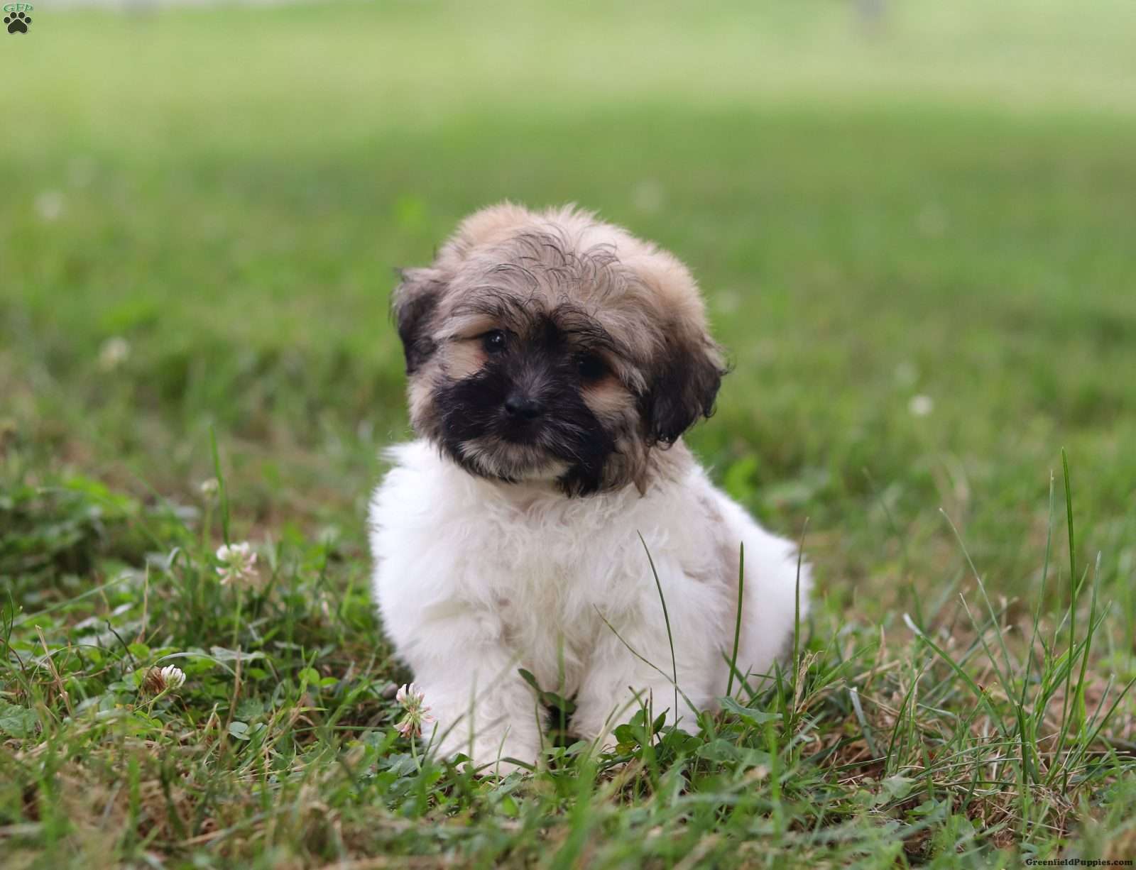 Shih-Poo
