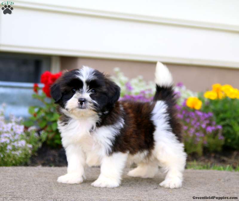Shih Tzu Mix