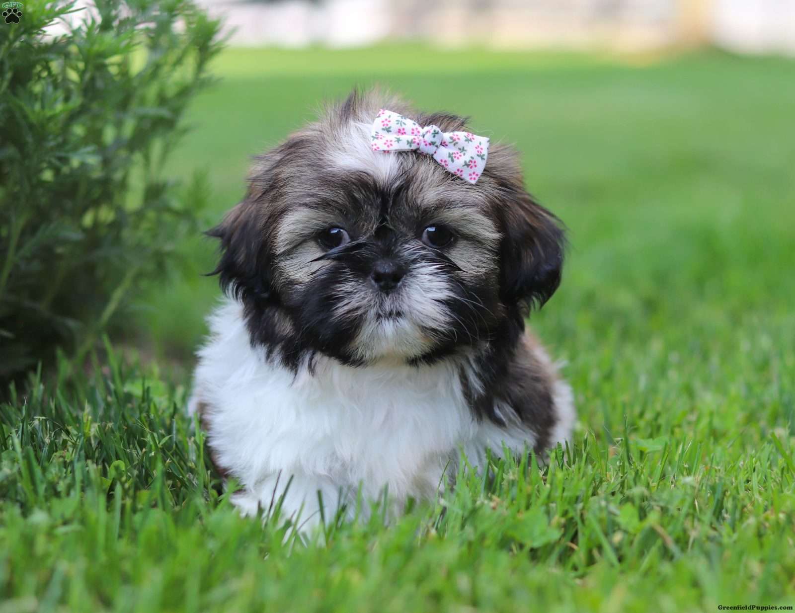 Shih Tzu