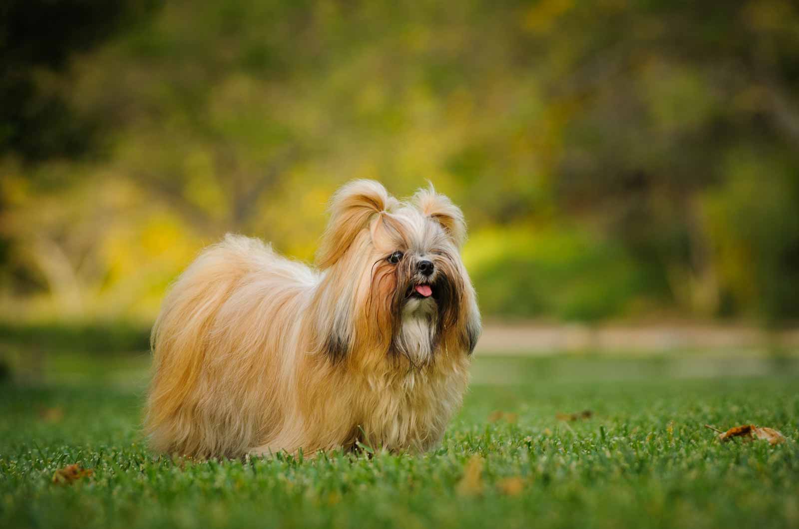 Shih Tzu