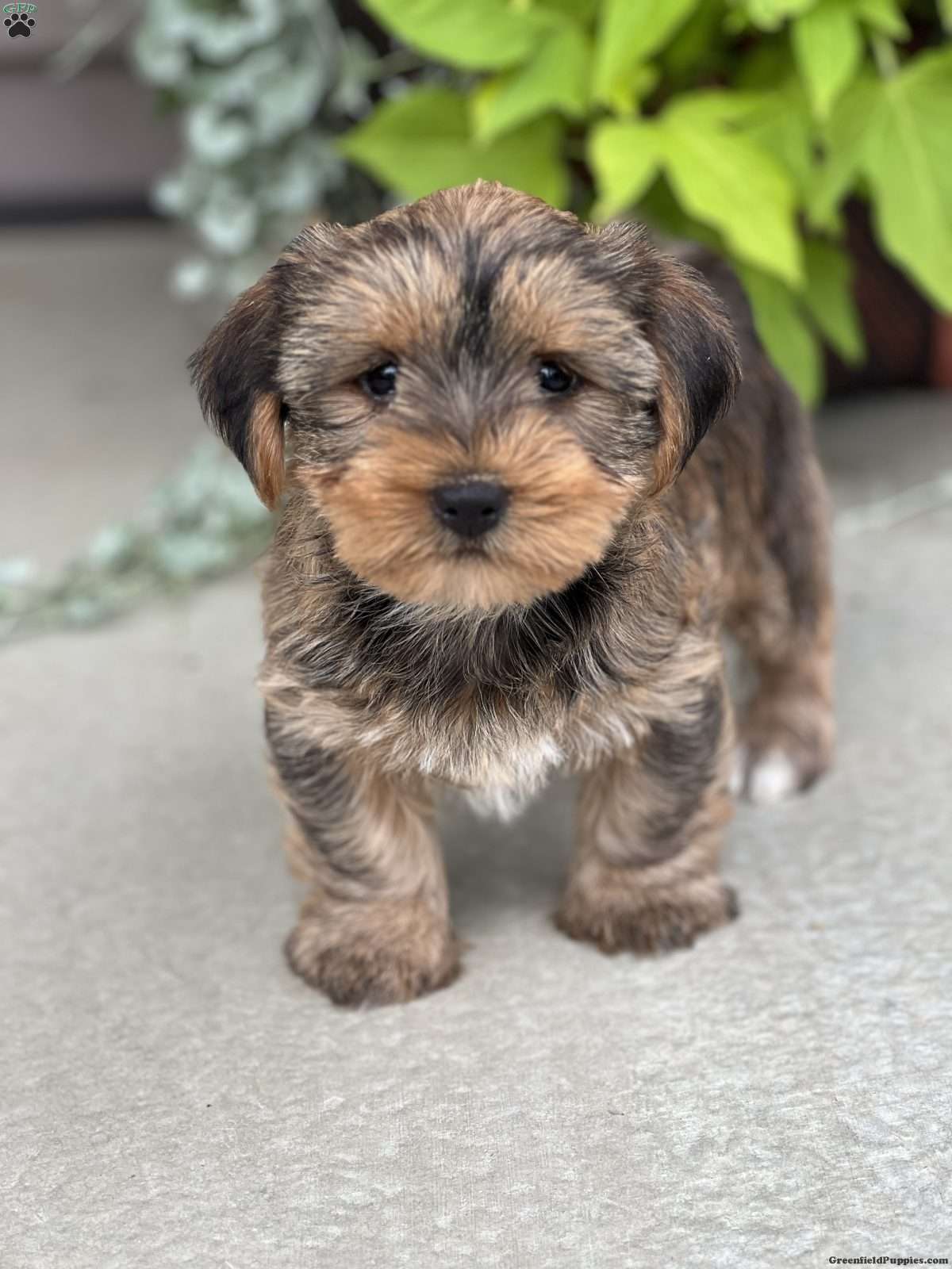Shorkie