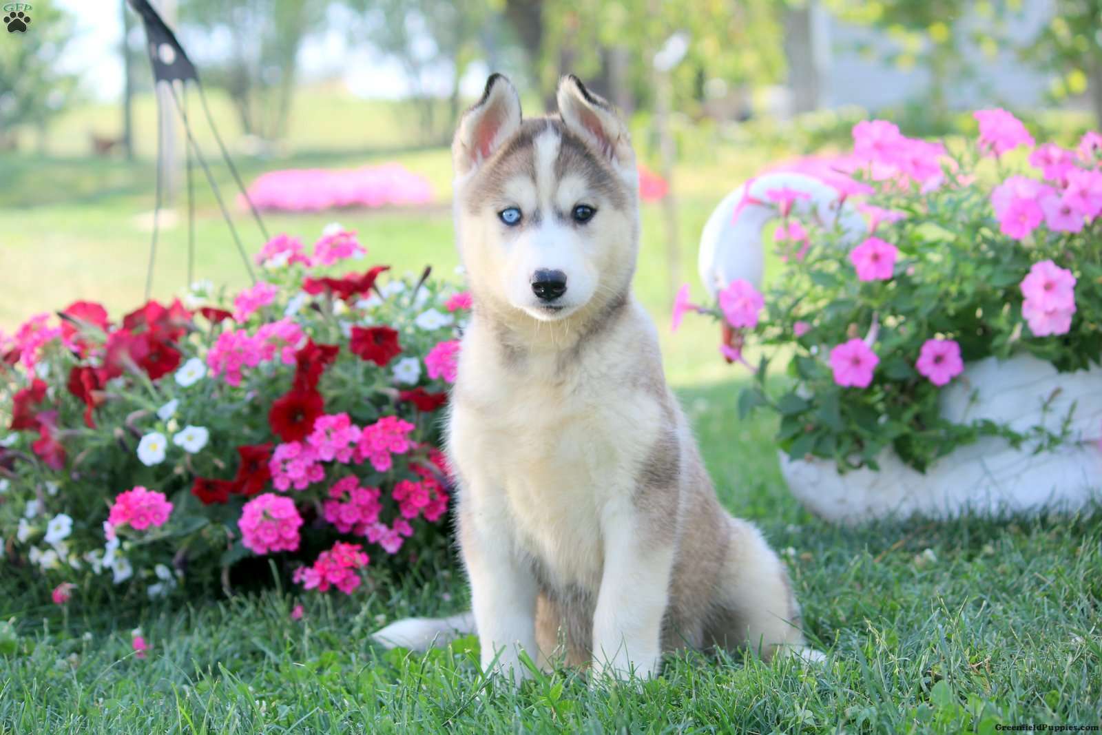 Siberian Husky Mix