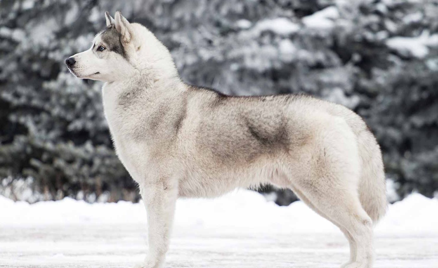 Siberian Husky