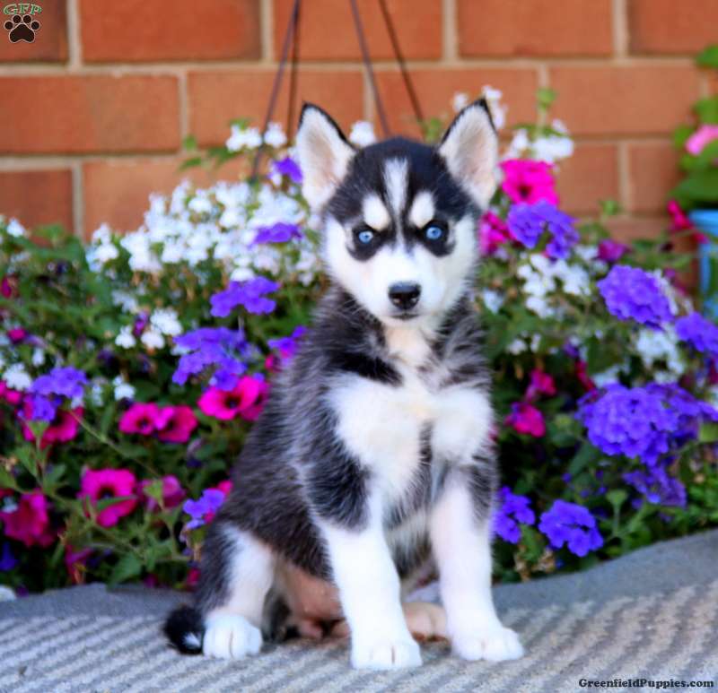 Siberian Husky