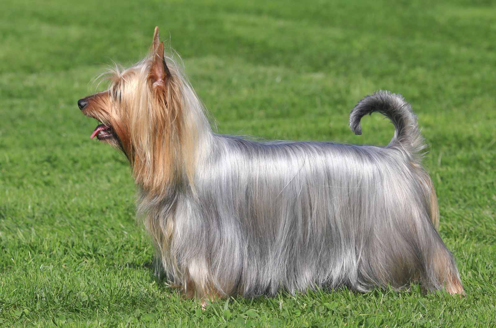 Silky Terrier
