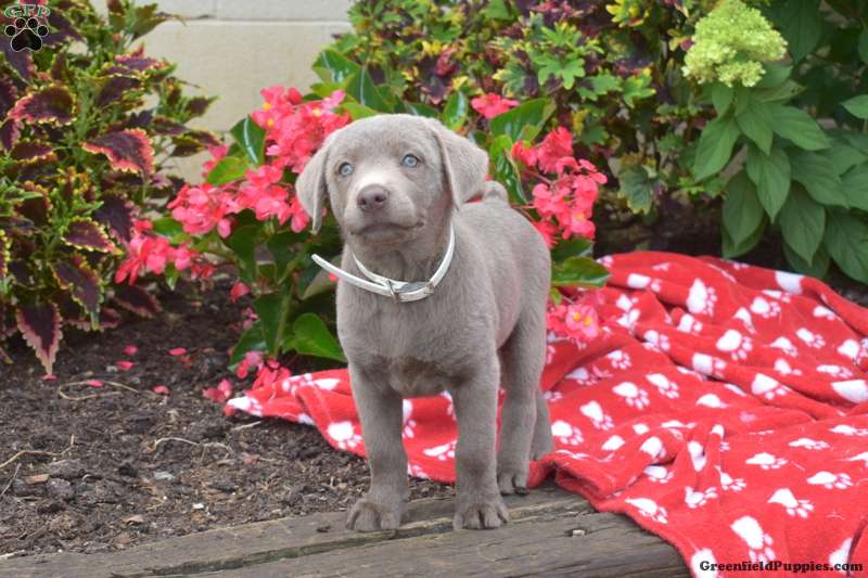 Silver Labrador Retriever