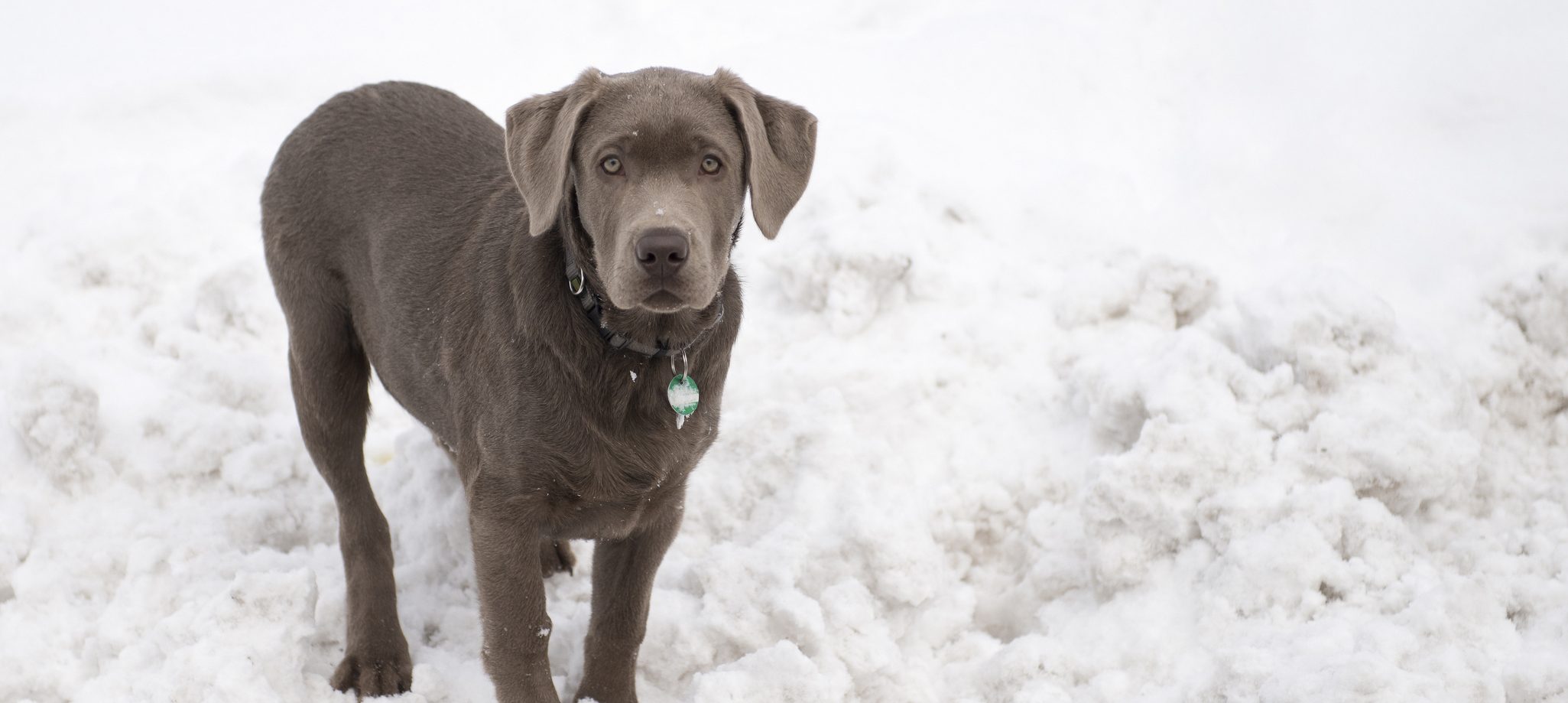 Silver Labrador Retriever