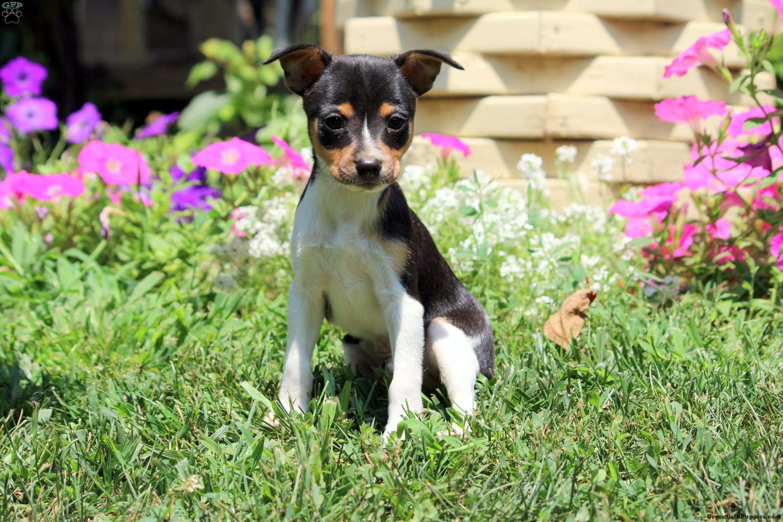 Smooth Fox Terrier
