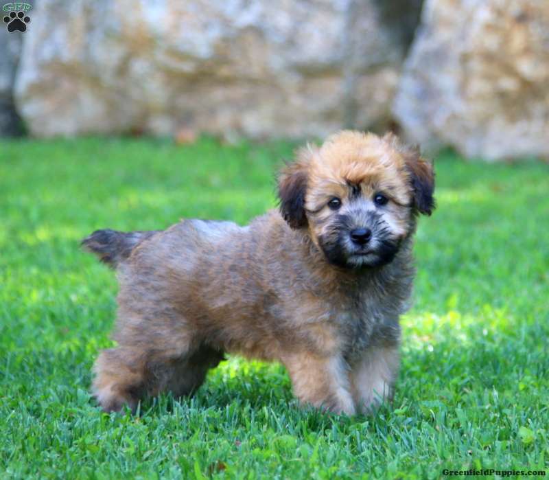 Soft Coated Wheaten Terrier