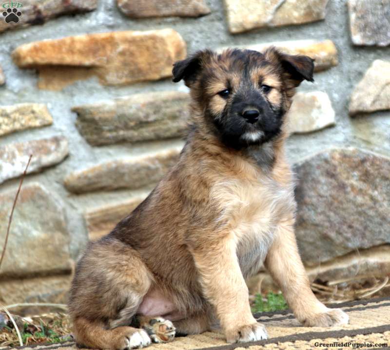 Soft Coated Wheaten Terrier Mix
