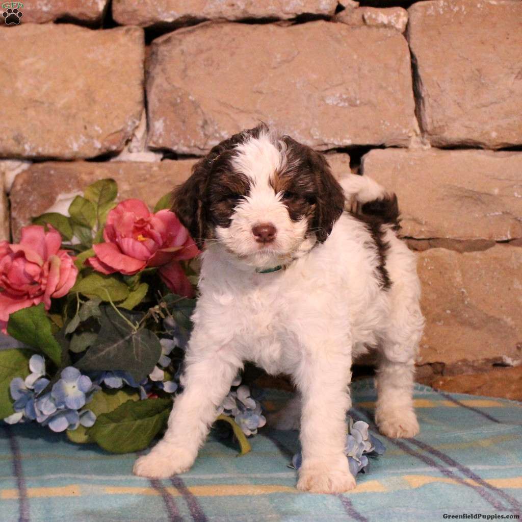 Springerdoodle