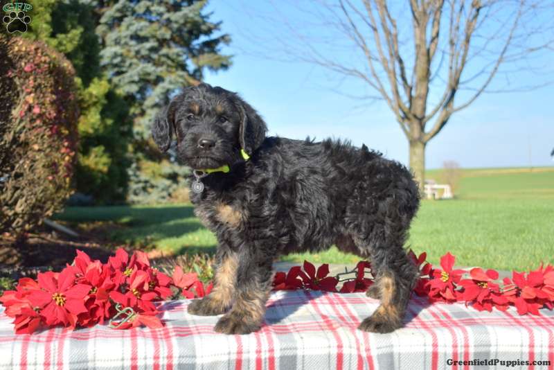 Standard Poodle Mix