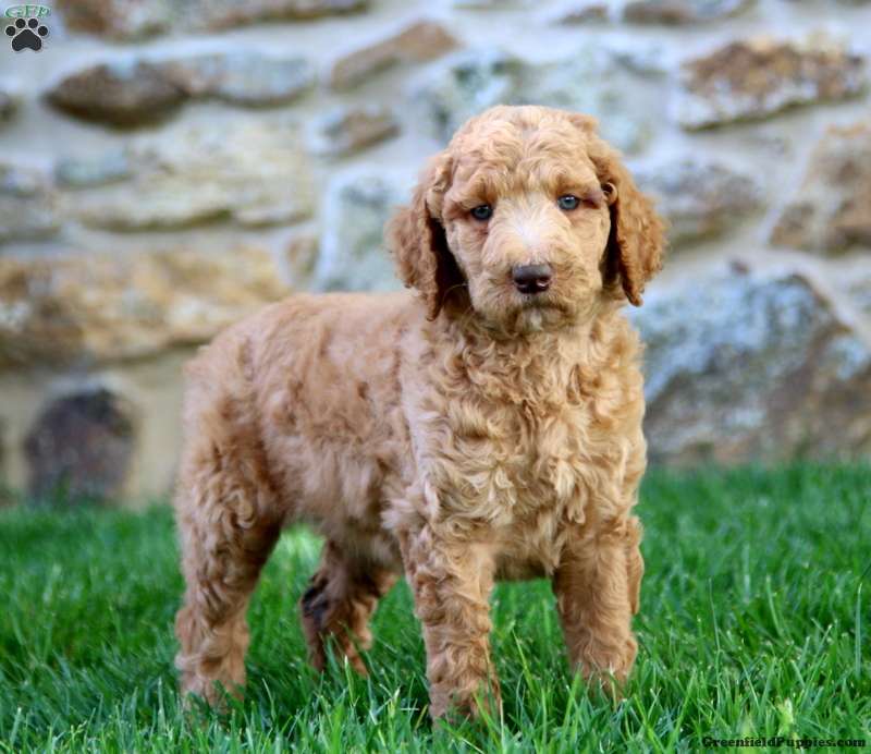 Standard Poodle