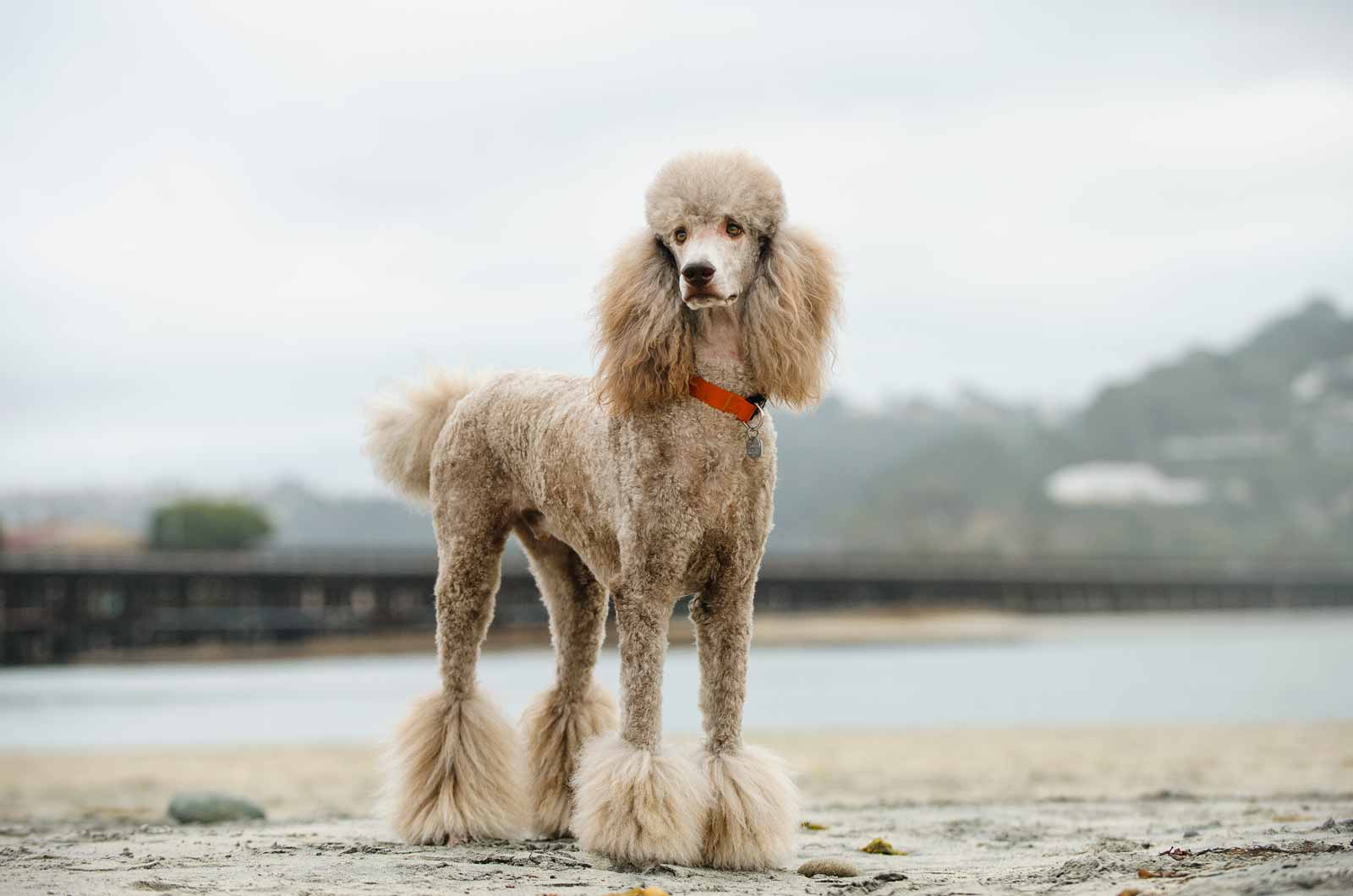Standard Poodle