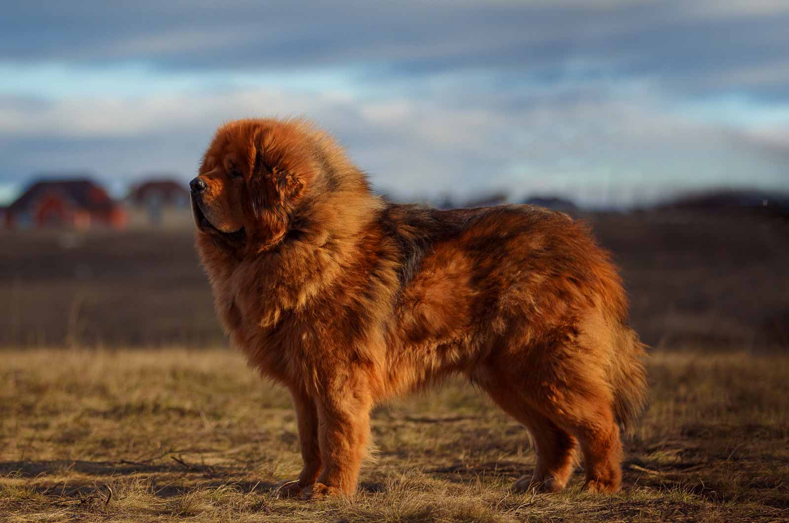 Tibetan Mastiff