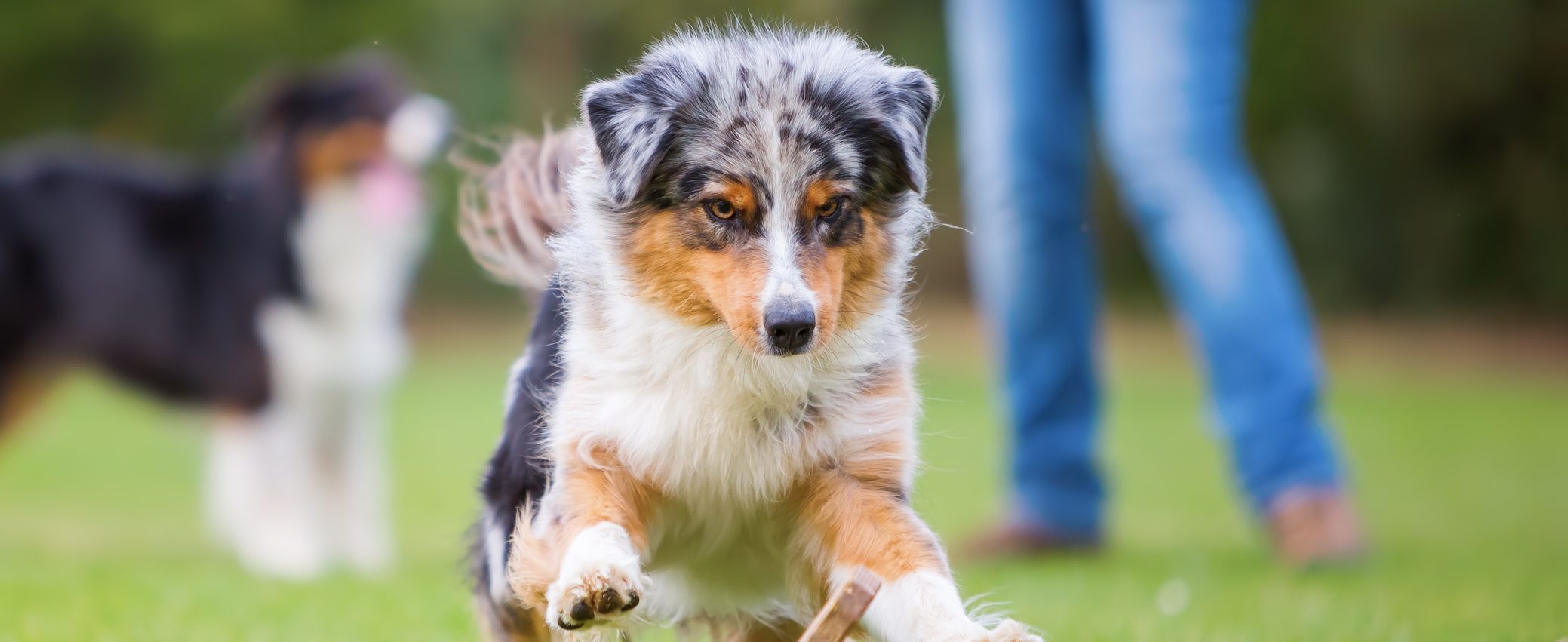 Toy Australian Shepherd
