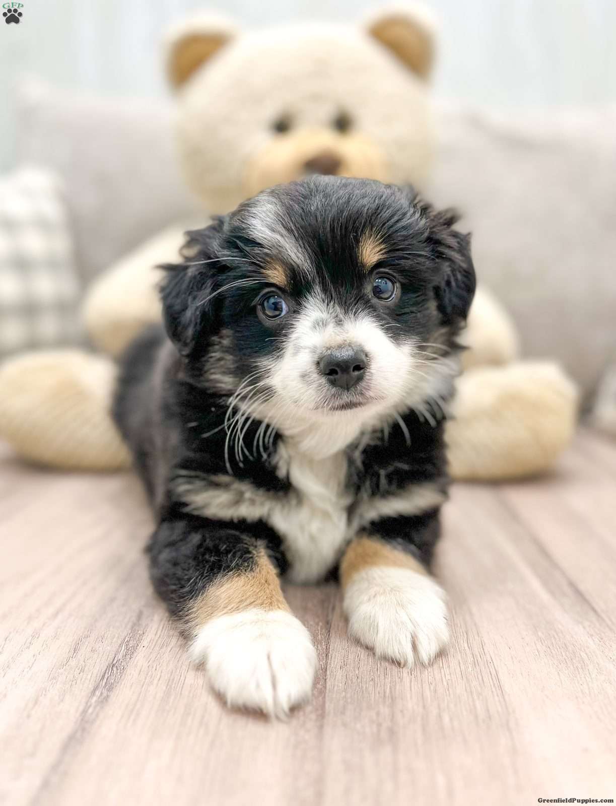 Toy Australian Shepherd