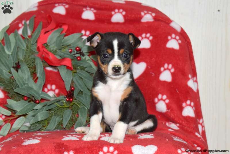 Toy Fox Terrier