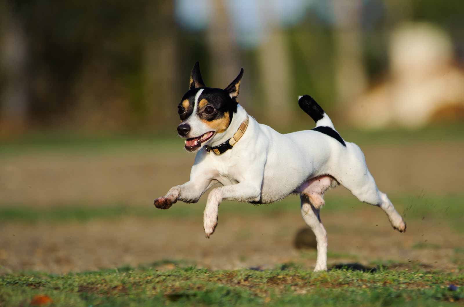 Toy Fox Terrier