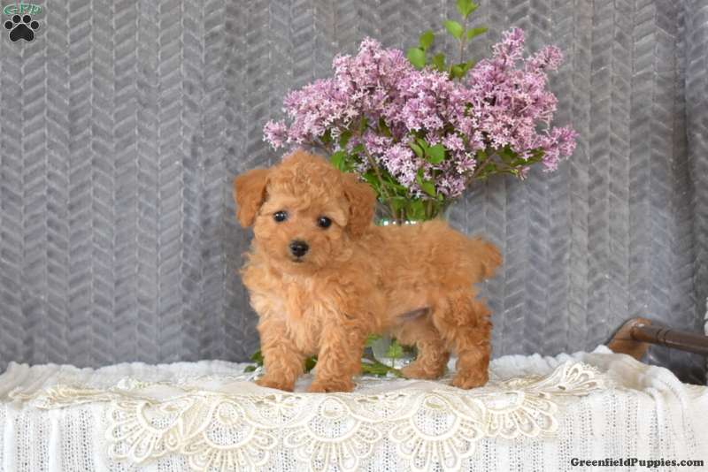 Toy Poodle Mix