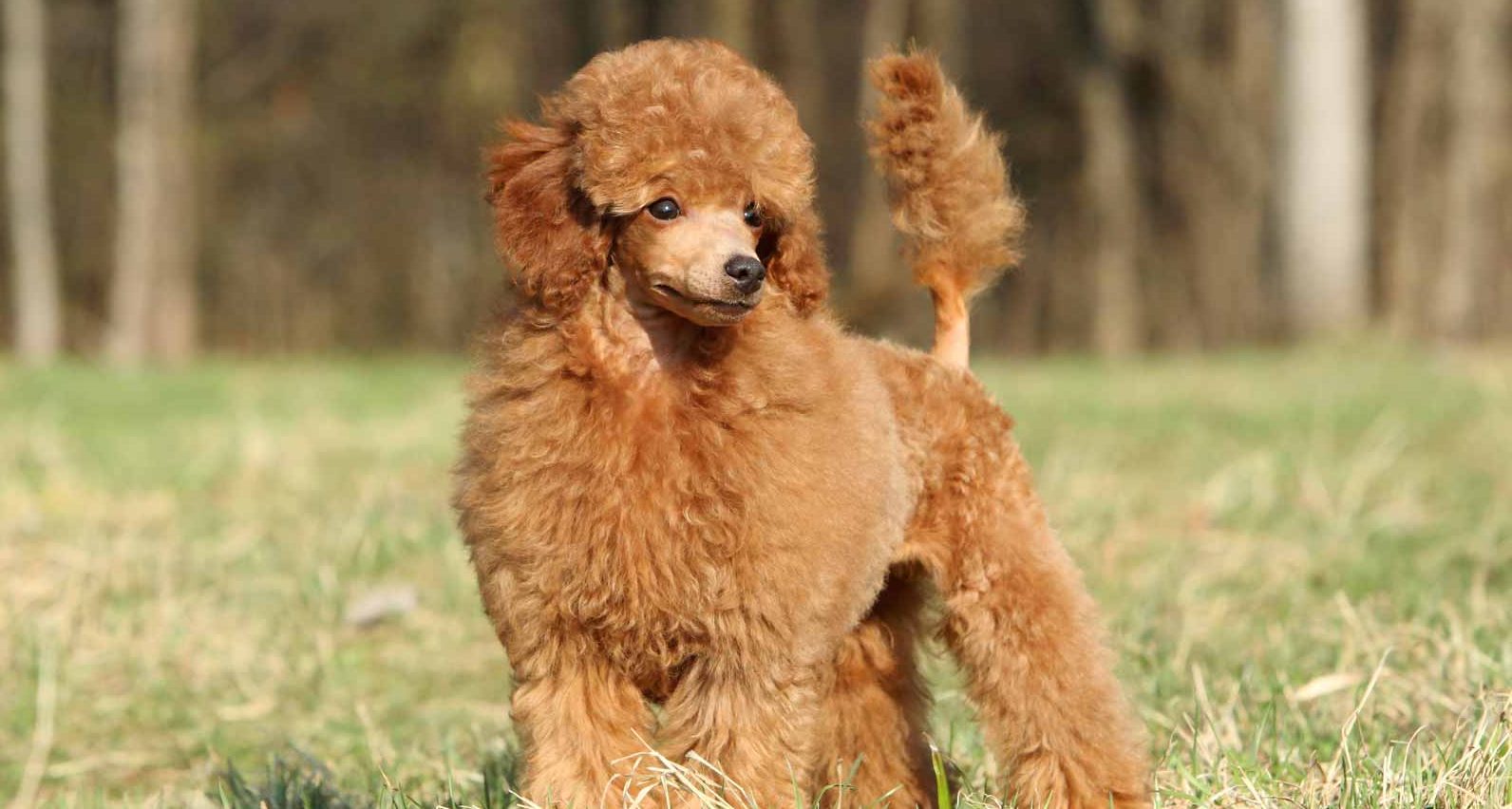 Toy Poodle