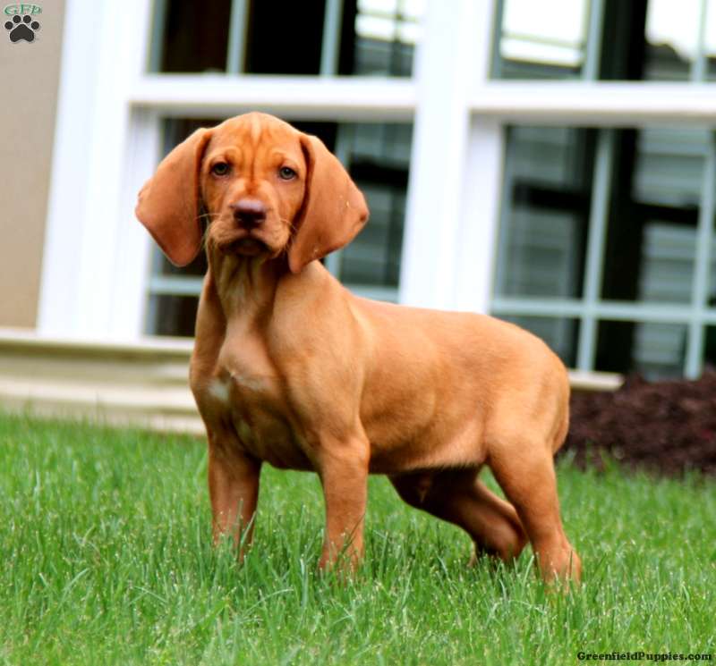 Vizsla