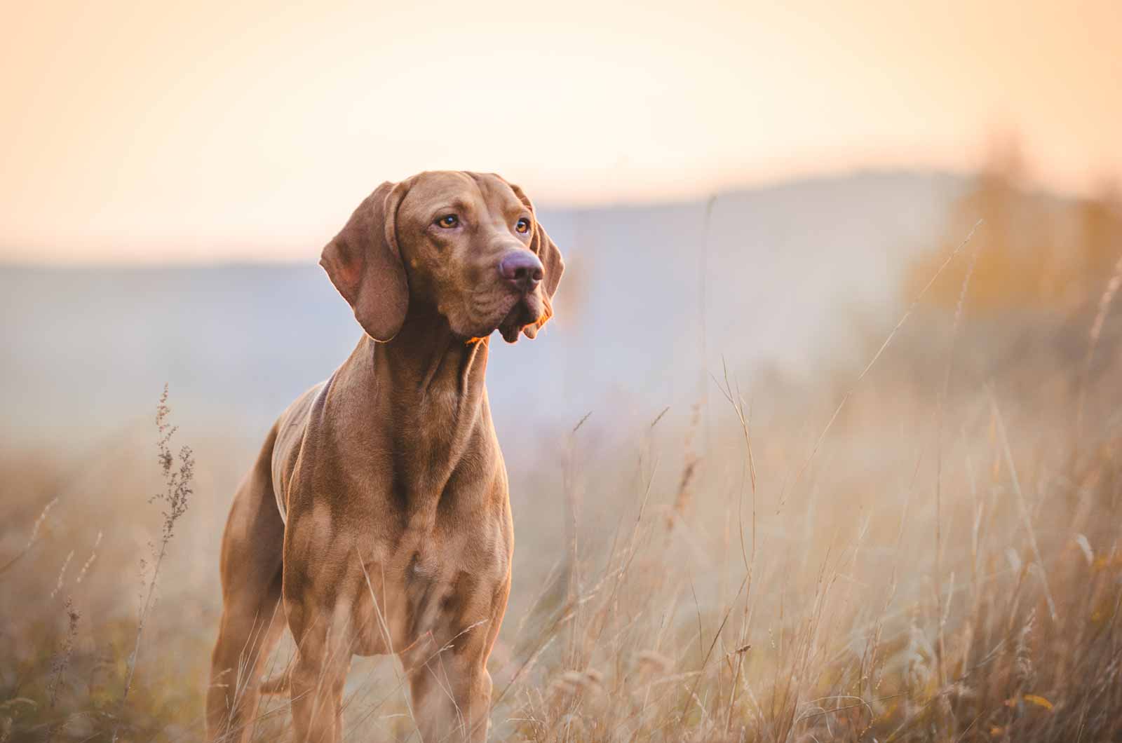 Vizsla