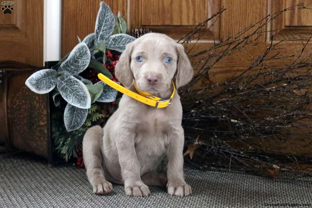 Weimaraner
