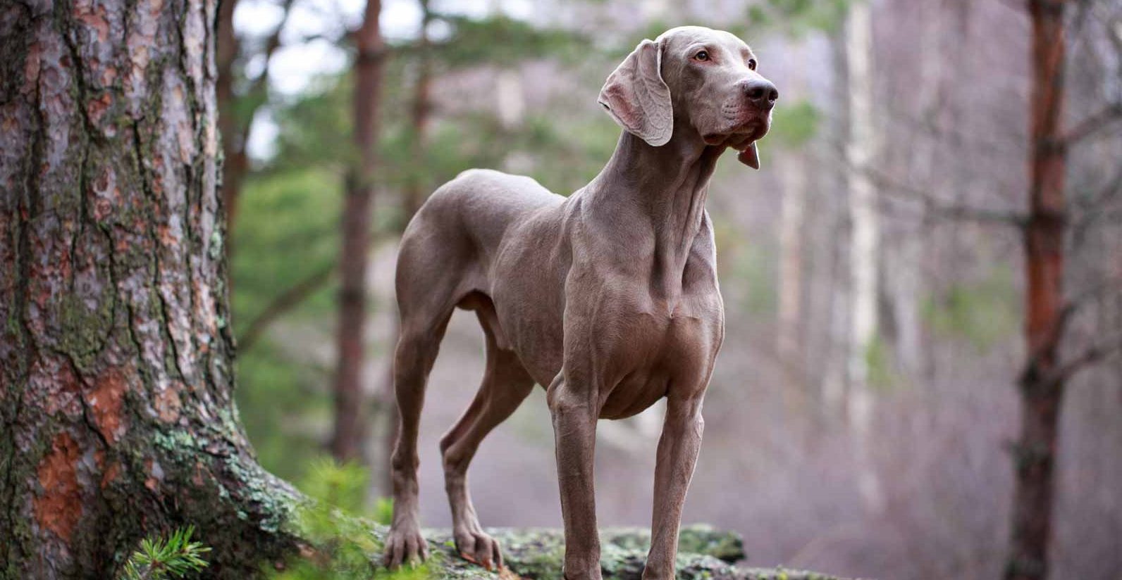 Weimaraner
