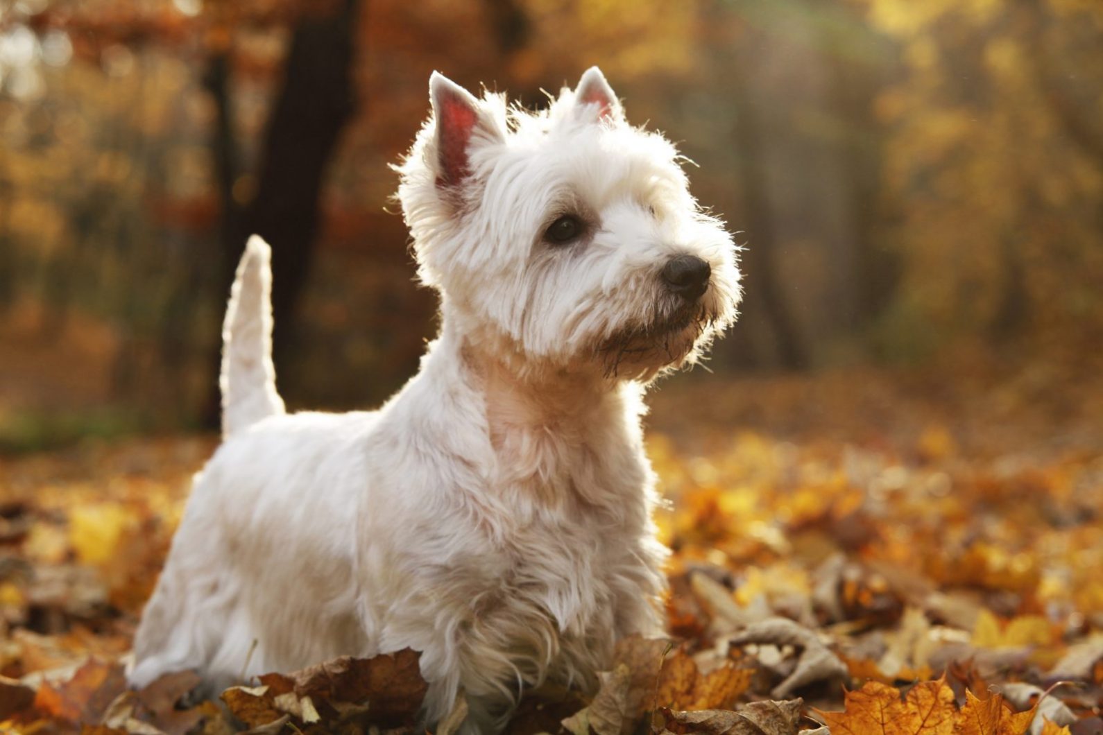 West Highland Terrier