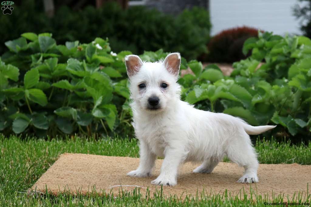West Highland Terrier