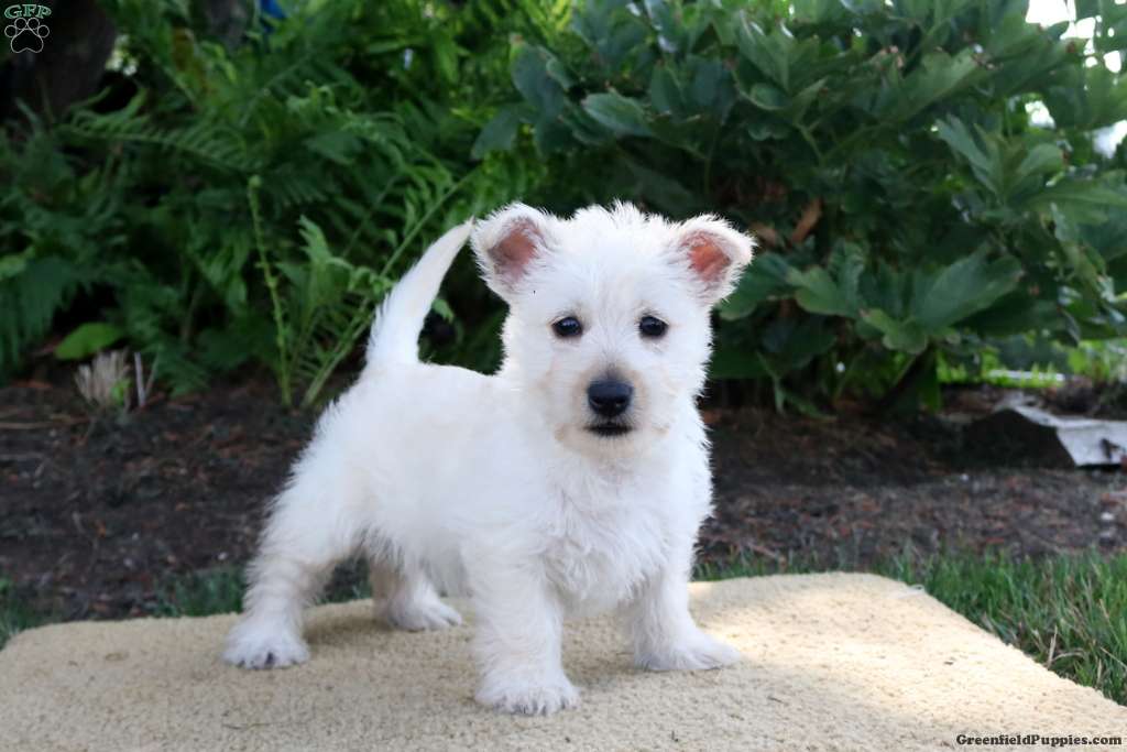 Westie Mix