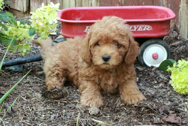 Westiepoo