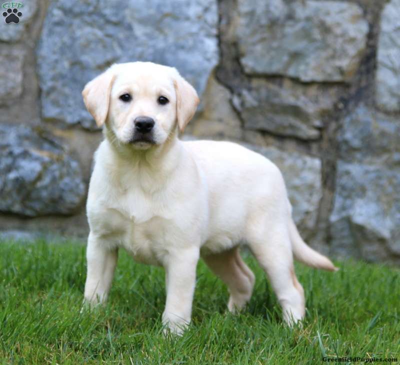 Yellow Labrador Retriever