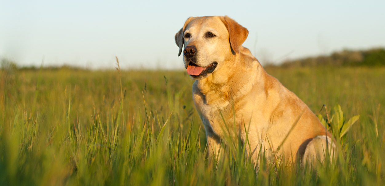 Yellow Labrador Retriever