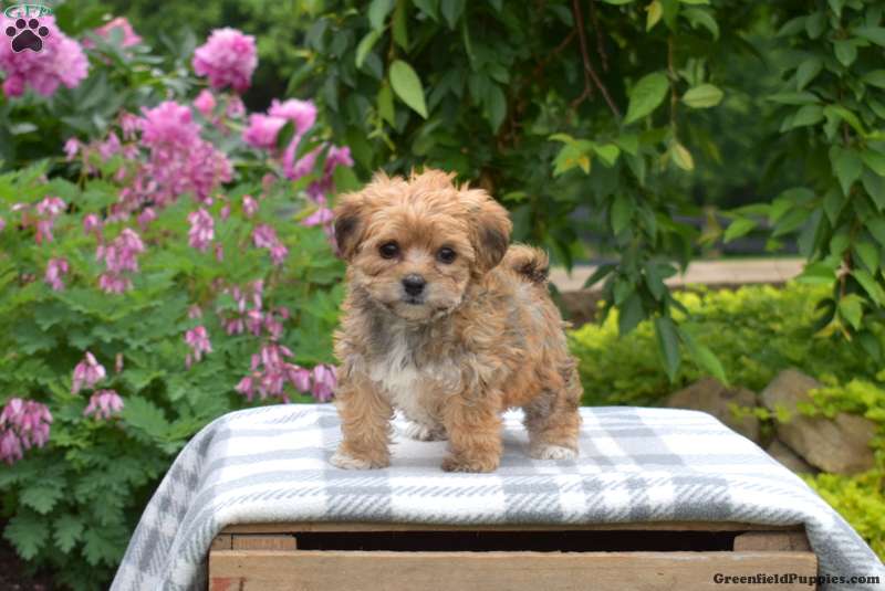 Yorkie-Chon