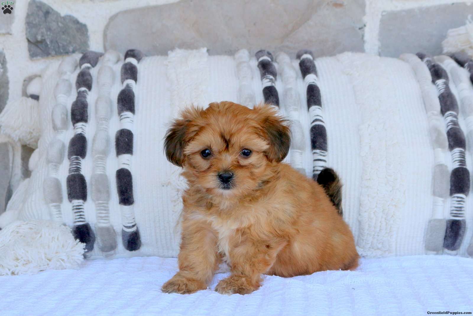 Yorkie Mix