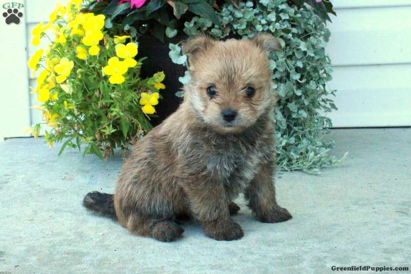 Yorkie Pom