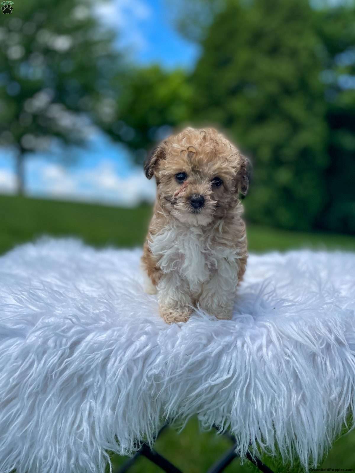 Yorkie Poo