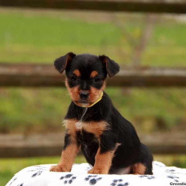 Yorkie Russell
